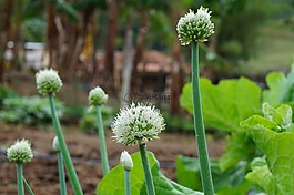 性質(zhì),植物,葉