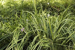 潮濕,植物,綠色