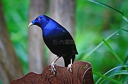 缎bowerbird,ptilonorhynchus 研究,澳大利亚