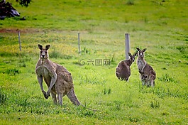 袋鼠,澳大利亚,macropus 竹材