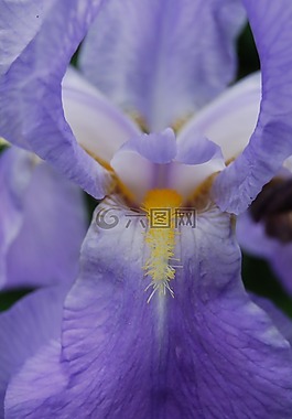 開花,紫色的小花,花
