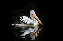鵜,鳥,海鳥類