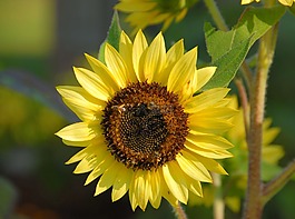 太陽花,花的,自然
