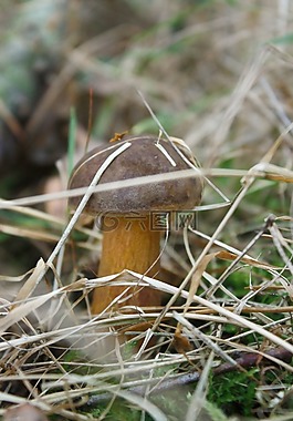 蘑菇,草,布朗