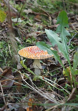 紅色,蘑菇,有毒