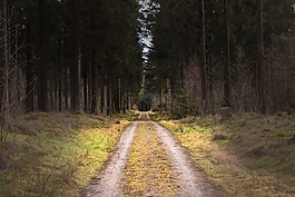 泥路,森林,樹