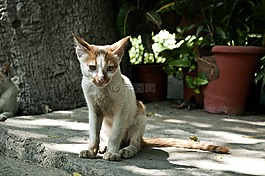 貓,動物,哺乳動物