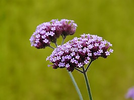 挟持,厂,开花