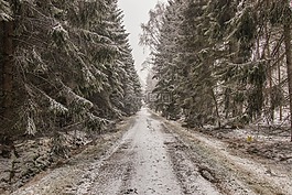冬天,雪,森林