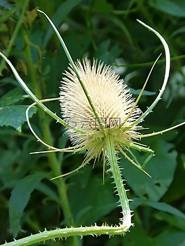 蓟,川续断属 fullonum,干燥的植物