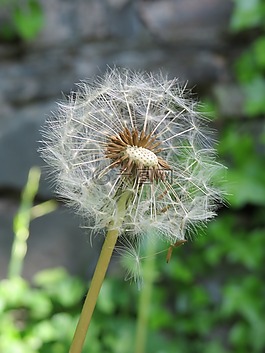 蒲公英,性質(zhì),廠