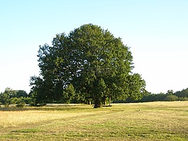 樹,公園,原野