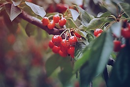 紅色,櫻桃,水果