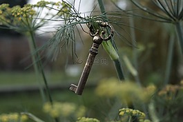 關(guān)鍵,野生,花園