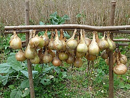 洋蔥,廚房洋蔥,gartenzwiebel