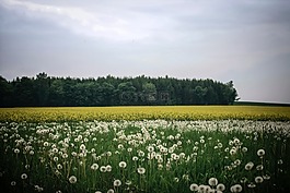 花,原野,花園
