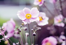 花,花瓣,盛開