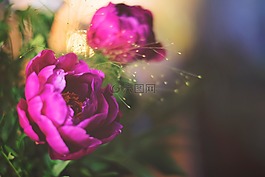 紫罗兰色,紫色,花