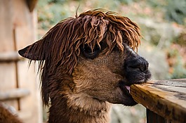 動物,性質(zhì),可愛