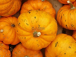迷你南瓜,南瓜,普通話(huà)