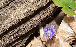 花,花瓣,叶