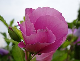 芙蓉,粉紅色,花園