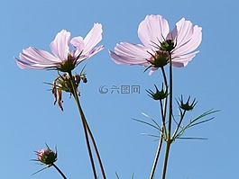 cosmea,花,開花