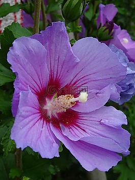 芙蓉,開花,紫