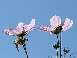 宇宙,宇宙 bipinnatus,鮮花