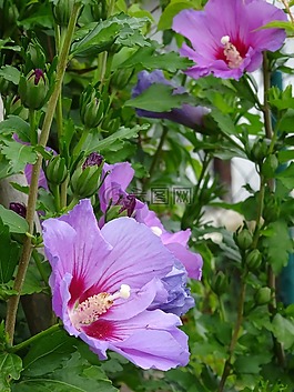 芙蓉,對沖,鮮花