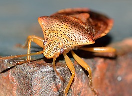 半翅目,昆蟲,bug