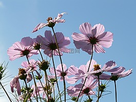 宇宙,cosmea,花
