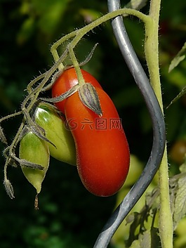 番茄,蔬菜,紅色