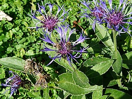 knapweed,开花,花