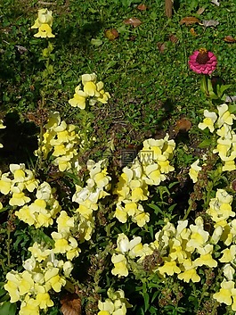 金鱼草,开花,花