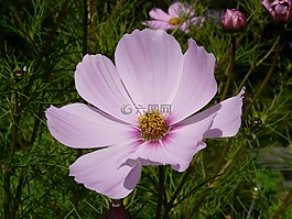 cosmea,花,開花