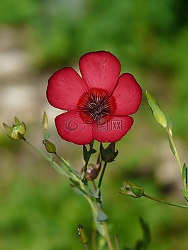 開花,紅色 lein,花