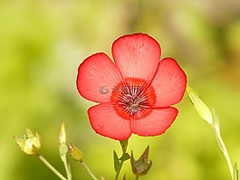 半透明,紅色 lein,開(kāi)花