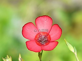 prachtlein,紅色 lein,開花