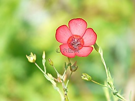 linum 桔梗,紅色 lein,開(kāi)花