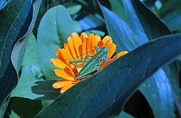 性質(zhì),葉,花