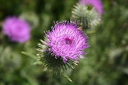 自然,植物區(qū)系,花