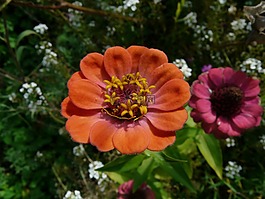 開(kāi)花,豐富多彩,百日草