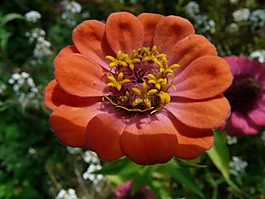 百日草,開(kāi)花,豐富多彩