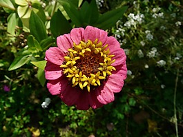 百日草,開(kāi)花,豐富多彩