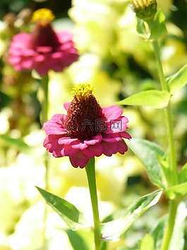 百日草,開(kāi)花,豐富多彩