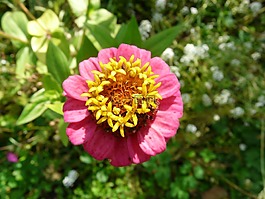 百日草,開(kāi)花,豐富多彩