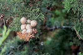自來水,針葉樹,性質(zhì)