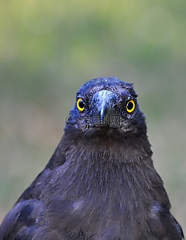 currawong,鳥,澳大利亞