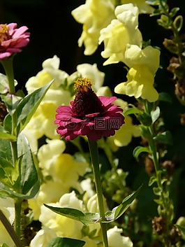 百日草,開(kāi)花,豐富多彩